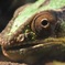 シャンシャンも良いですが。。。