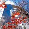 名残紅葉と冬の空‥