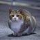 う〜ん？ニャンダ？