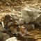 水を飲む猫