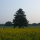 夕暮れ