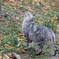 野良猫