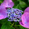 紫陽花