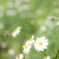 D56272AF-8F1E-4A51-A518-5D28EC7D7510