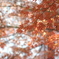 穏やかな紅葉