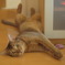 猫にも夏休みが必要だ