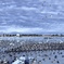 白鳥とその仲間達