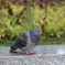 鳩３