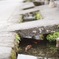 鯉のおよぐまち