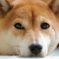 散歩まだですか？