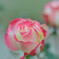 Fragrance