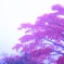 霧中