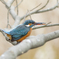 野鳥撮影