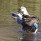 野鳥撮影