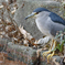 野鳥撮影
