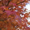最後の紅葉
