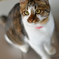 愛猫ナツ①