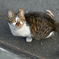 愛猫ナツ④