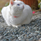 愛猫ハル①