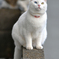 愛猫ハル④