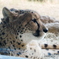 チーター