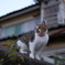 愛猫ナツ　近所探検②