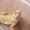 フトアゴヒゲトカゲのおもち