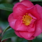 山茶花