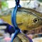 干された恨み～韓国 Hanging yellow fish