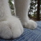 猫の足ってぷにぷにしとってどがわいいら？そう思わん？