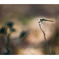 Sympetrum fonscolombii スナアカネ