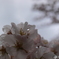 雨と桜