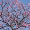 DSCN3217