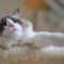 猫年の夢を見ています。