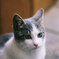 私、猫ですけど・・何か？