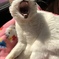 猫のあくび