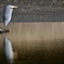 野鳥練習