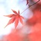 秋風吹く日
