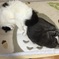 猫が布団で丸くなる