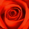 薔薇