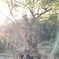 太陽と樹