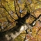 紅葉　2007