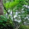 真夏の清涼感