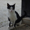 しまねこ