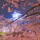 桜の鶴山公園