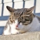 地域猫-5