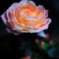 薔薇　つつましく