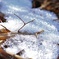 雪