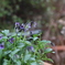 micro viola 