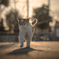 夕方のおさんぽ